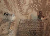 کبوتر یهودی و دمبی در شیپور-عکس کوچک