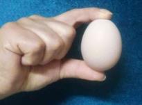 تخم مرغ برهما لایت در شیپور-عکس کوچک