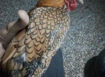 مرغ مینیاتوری سیرایت گلد اصیل در شیپور-عکس کوچک