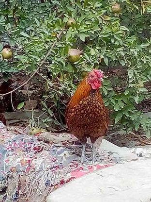 مرغ مینیاتوری سبرایت گلد در گروه خرید و فروش ورزش فرهنگ فراغت در مازندران در شیپور-عکس1