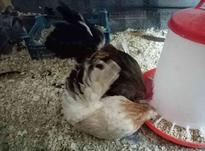 مرغ و خروس جاپنیز در شیپور-عکس کوچک