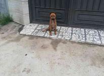 سگ باکسر نر در شیپور-عکس کوچک