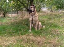 سگ _ سرابی در شیپور-عکس کوچک