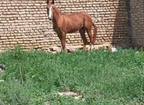 اسب بین دووسه ساله در شیپور-عکس کوچک