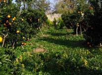 فروش زمین باغی 700 متر در رودسر در شیپور-عکس کوچک
