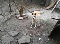 سگ هاسگی ماده در شیپور-عکس کوچک
