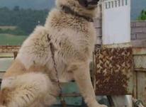 سگ ادمگیر مخصوص نگهبانی در شیپور-عکس کوچک