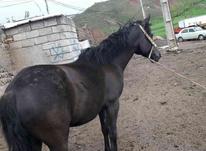اسب حیوانات در شیپور-عکس کوچک