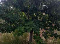 باغ و زمین باغ 1000متر در شیپور-عکس کوچک