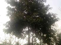 علفتراشی و قطع درخت و سمپاشی در شیپور-عکس کوچک
