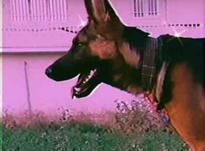 سگ ژرمن نر آموزش دیده اصیل در شیپور-عکس کوچک