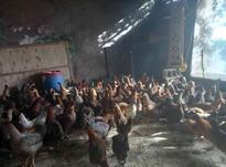 مرغ‌محلی 6ماه‌کرمانشاهی در شیپور-عکس کوچک