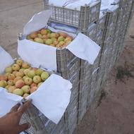 یخچال مغازه