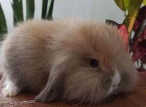 خرگوش لوپ هلندی اصیل دوماهه در شیپور-عکس کوچک