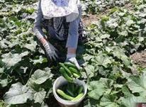 کمک در کار کشاورزی خیار سبز در شیپور-عکس کوچک