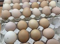 تخم مرغ گلین نطفه دار در شیپور-عکس کوچک