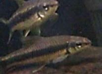 2 عدد ماهی سیامی فاکس سالم و غذاخور در شیپور-عکس کوچک