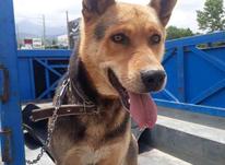 سگ ژرمن دستی در شیپور-عکس کوچک
