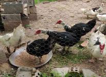 حیوانات خانگی _ تخم سیکو در شیپور-عکس کوچک