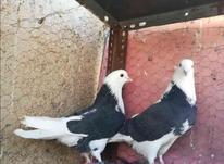 فروش یه جفت کبوتر دهن جور در شیپور-عکس کوچک