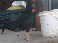 خروس لاری پر مرغی در شیپور-عکس کوچک