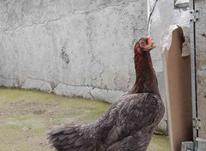 مرغ لاری طوس نسل در شیپور-عکس کوچک