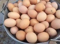 تخم مرغ محلی اصل ارگانیک در شیپور-عکس کوچک