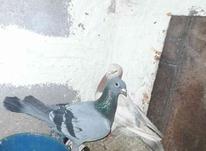فروش یه جفت کبوتر شامی در شیپور-عکس کوچک