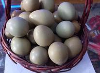 فروش تخم نطفه دار قرقاول آمریکایی، پاکستانی ، هلندی در شیپور-عکس کوچک