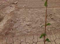 زمین بادرخت دوساله و بدون درخت در شیپور-عکس کوچک