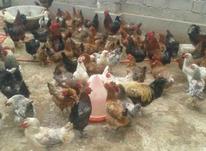 مرغ تخمگذار محلی یک سال جوان در شیپور-عکس کوچک