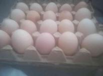 تخم مرغ های درشت در شیپور-عکس کوچک