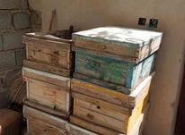 صندوق و طبق زنبور عسل در شیپور-عکس کوچک