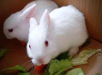 خرگوش زیبا و نژاد دار در شیپور-عکس کوچک