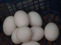 تخم مرغ نطفه دار در شیپور-عکس کوچک
