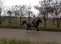 اسب نریان .. در شیپور-عکس کوچک