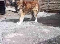 سگ سرابی ذات قدیم بدون دنده عقب در شیپور-عکس کوچک