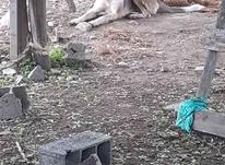 سگ توله دهن پاک در شیپور-عکس کوچک