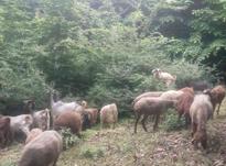 فروش فوری گوسفند در شیپور-عکس کوچک