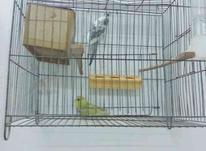 یک جفت مرغ عشق با قفس در شیپور-عکس کوچک
