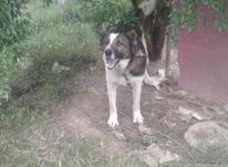 سگ چوپانی و نگهبان در شیپور-عکس کوچک