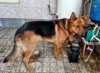 سگ ژرمن شپرد نر در شیپور-عکس کوچک