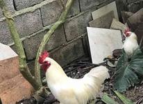 خروس و مرغ پا پر سفید در شیپور-عکس کوچک