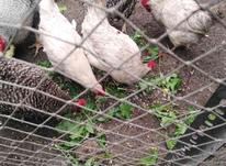 مرغ تخم گذار لگهورن سفید در شیپور-عکس کوچک
