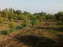 فروش زمین کشاورزی 300 متر در جاده نظامی در شیپور
