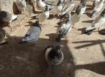 کبوتر کله دمسبز در شیپور-عکس کوچک