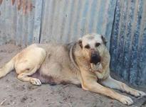 فروش سگ ماده سرابی در شیپور-عکس کوچک