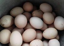 تخم‌مرغ محلی در شیپور-عکس کوچک
