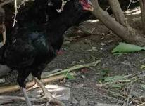 مرغ لاری سالم و ریش دار در شیپور-عکس کوچک