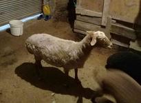 گوسفند فروشی در شیپور-عکس کوچک